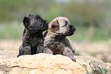 CAIRN TERRIER 169